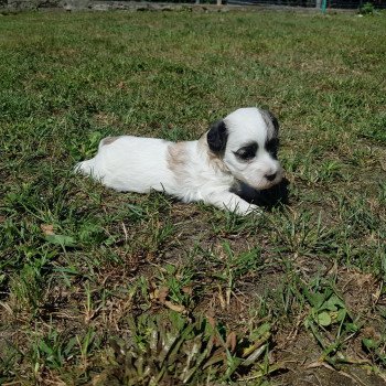 chiot Coton de tulear BLC AVEC TACHE T male blc avec taches Élevage du Royaume des P'tits Loups chiot Coton de tulear BLC AVEC TACHE T male blc avec taches Élevage du Royaume des P'tits Loups