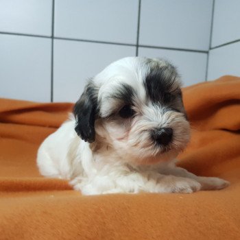 chiot Coton de tulear BLC AVEC TACHE T male blc avec taches Élevage du Royaume des P'tits Loups chiot Coton de tulear BLC AVEC TACHE T male blc avec taches Élevage du Royaume des P'tits Loups
