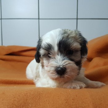 chiot Coton de tulear BLC AVEC TACHE T male blc avec taches Élevage du Royaume des P'tits Loups chiot Coton de tulear BLC AVEC TACHE T male blc avec taches Élevage du Royaume des P'tits Loups