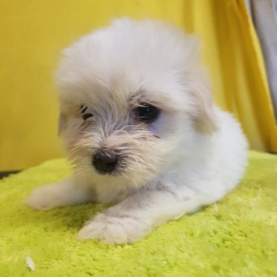 U Femelle Coton de tulear