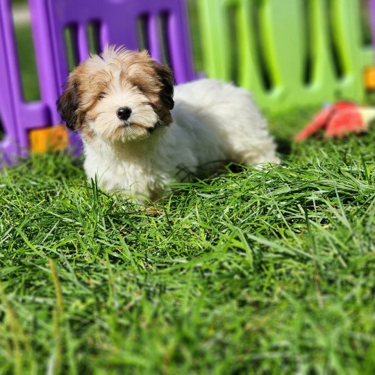Ufo du royaume des p'tits loups Mâle Coton de tulear
