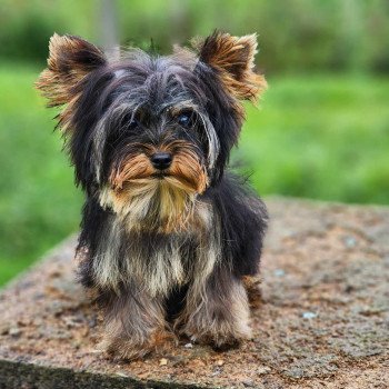 chiot Yorkshire terrier V Élevage du Royaume des P'tits Loups