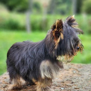 chiot Yorkshire terrier V Élevage du Royaume des P'tits Loups