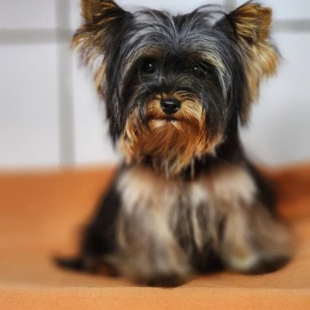 chiot Yorkshire terrier V Élevage du Royaume des P'tits Loups