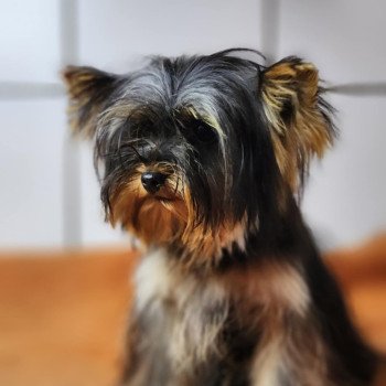 chiot Yorkshire terrier V Élevage du Royaume des P'tits Loups