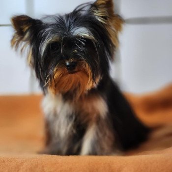 chiot Yorkshire terrier V Élevage du Royaume des P'tits Loups