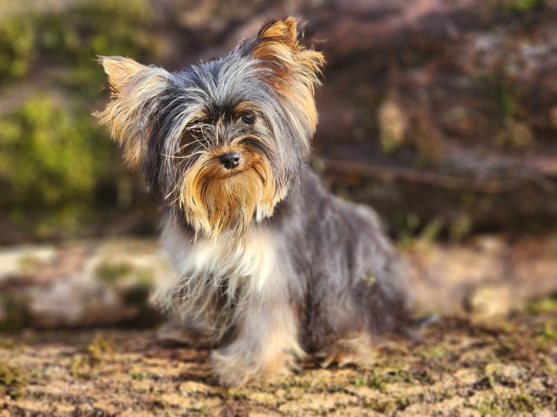 Viking Mâle Yorkshire terrier