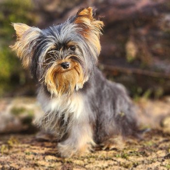 chiot Yorkshire terrier V Élevage du Royaume des P'tits Loups