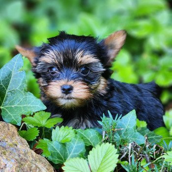 chiot Yorkshire terrier Élevage du Royaume des P'tits Loups