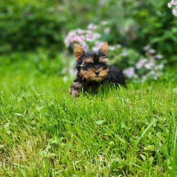 chiot Yorkshire terrier V Élevage du Royaume des P'tits Loups