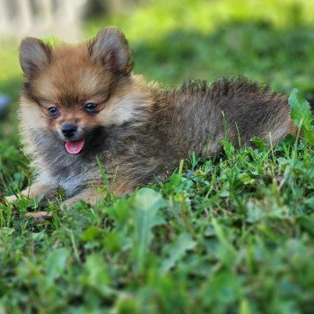 chiot Spitz allemand V Élevage du Royaume des P'tits Loups