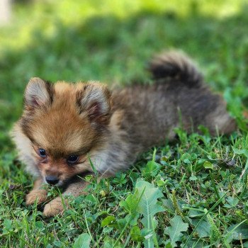 chiot Spitz allemand V Élevage du Royaume des P'tits Loups