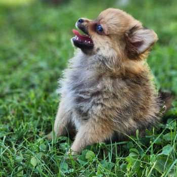 chiot Spitz allemand V Élevage du Royaume des P'tits Loups