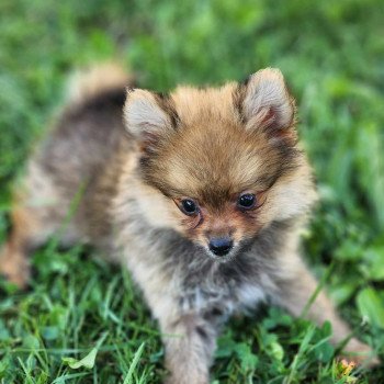 chiot Spitz allemand V Élevage du Royaume des P'tits Loups