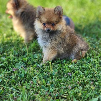 chiot Spitz allemand V Élevage du Royaume des P'tits Loups