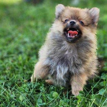 chiot Spitz allemand V Élevage du Royaume des P'tits Loups