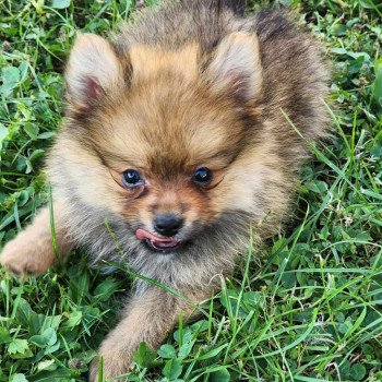 chiot Spitz allemand V Élevage du Royaume des P'tits Loups