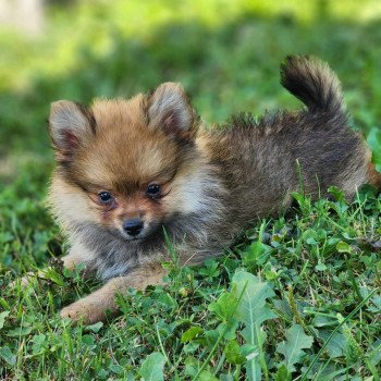 chiot Spitz allemand V Élevage du Royaume des P'tits Loups