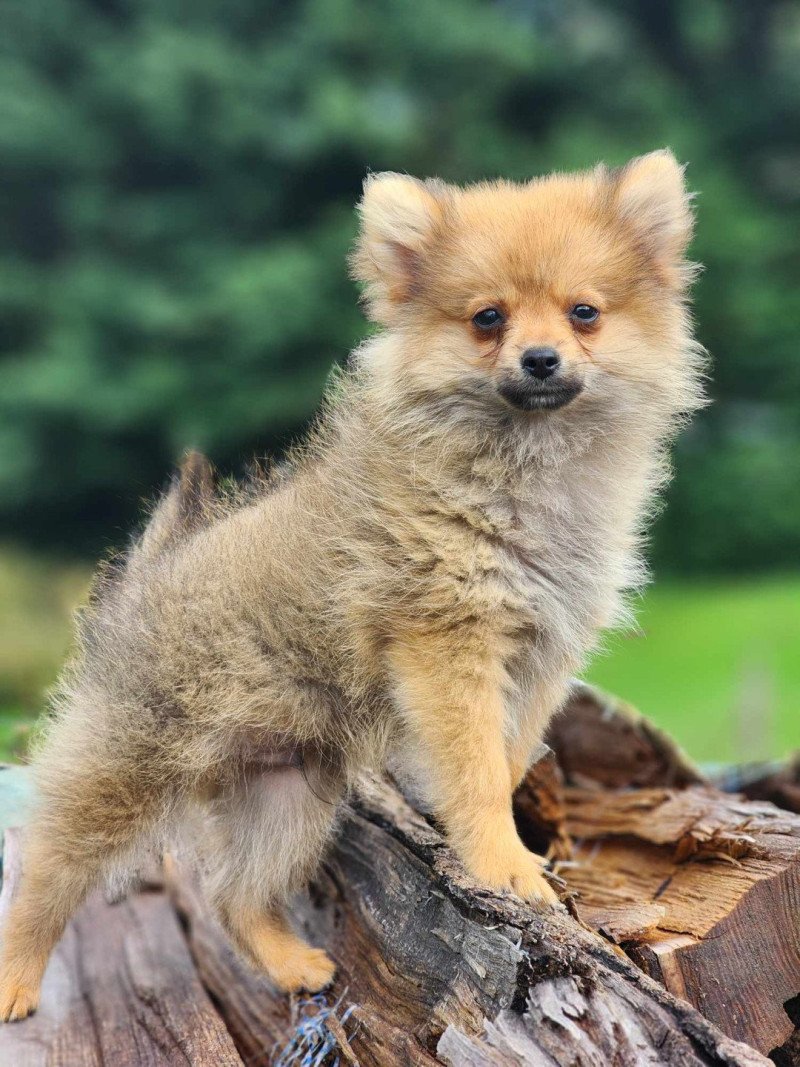 V Mâle Spitz allemand