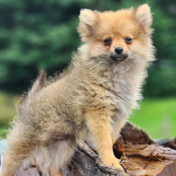 chiot Spitz allemand V Élevage du Royaume des P'tits Loups