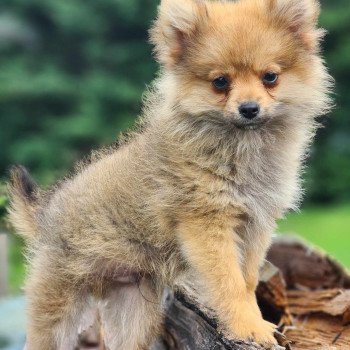 chiot Spitz allemand V Élevage du Royaume des P'tits Loups