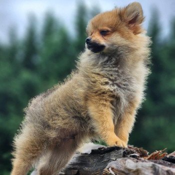 chiot Spitz allemand V Élevage du Royaume des P'tits Loups