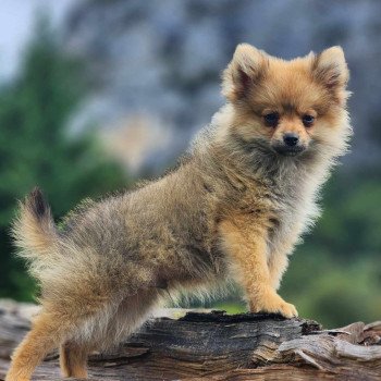 chiot Spitz allemand V Élevage du Royaume des P'tits Loups