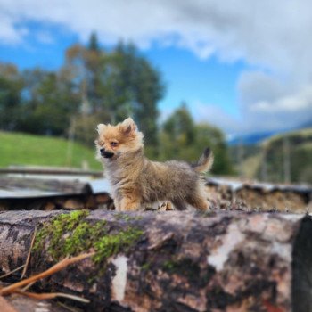 chiot Spitz allemand V Élevage du Royaume des P'tits Loups