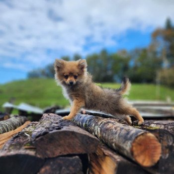 chiot Spitz allemand V Élevage du Royaume des P'tits Loups