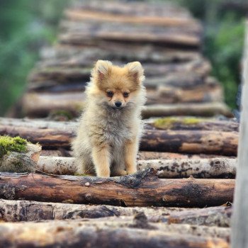 chiot Spitz allemand V Élevage du Royaume des P'tits Loups