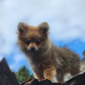 chiot Spitz allemand V Élevage du Royaume des P'tits Loups