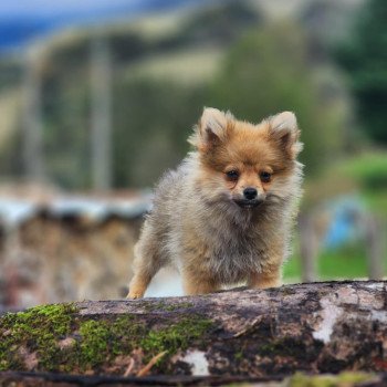 chiot Spitz allemand V Élevage du Royaume des P'tits Loups