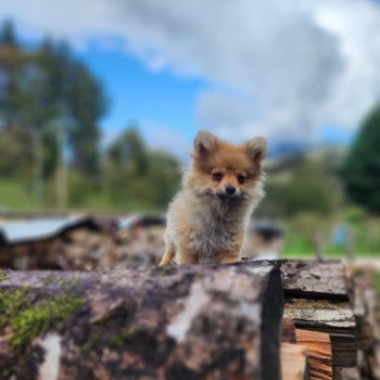 chiot Spitz allemand V Élevage du Royaume des P'tits Loups