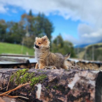 chiot Spitz allemand V Élevage du Royaume des P'tits Loups