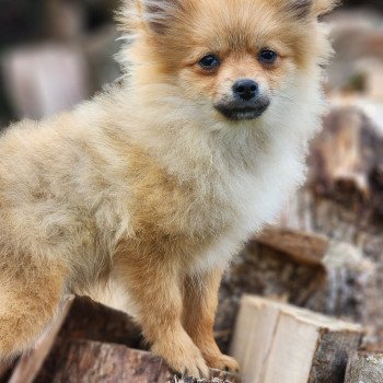 chiot Spitz allemand V Élevage du Royaume des P'tits Loups