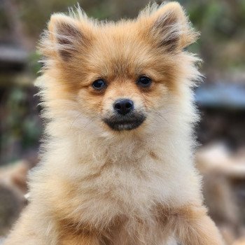 chiot Spitz allemand V Élevage du Royaume des P'tits Loups