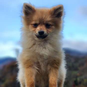 chiot Spitz allemand V Élevage du Royaume des P'tits Loups