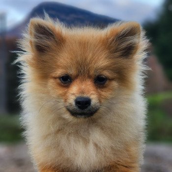 chiot Spitz allemand V Élevage du Royaume des P'tits Loups