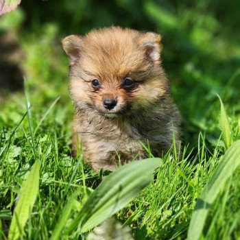 chiot Spitz allemand V Élevage du Royaume des P'tits Loups