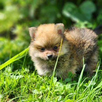 chiot Spitz allemand V Élevage du Royaume des P'tits Loups