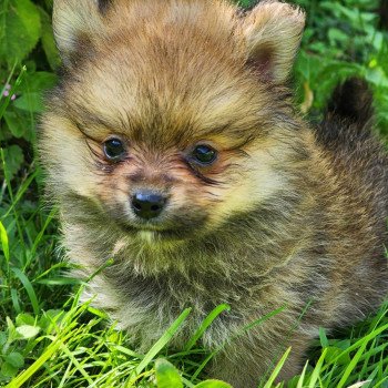 chiot Spitz allemand V Élevage du Royaume des P'tits Loups