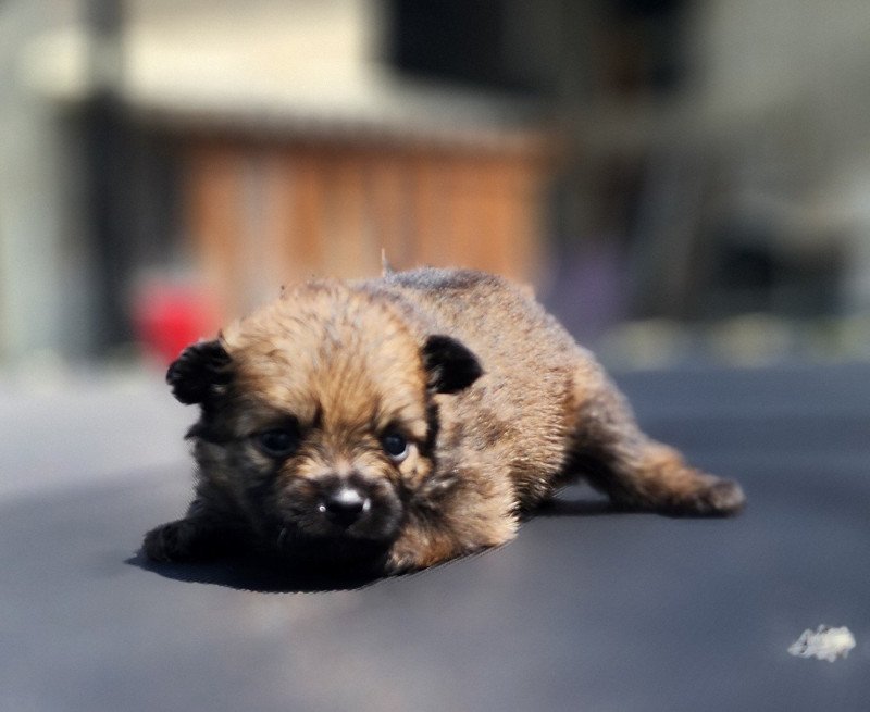 A Mâle Spitz allemand