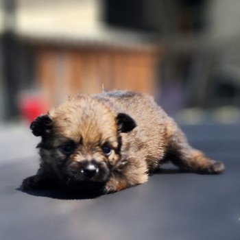 chiot Spitz allemand charbonne Élevage du Royaume des P'tits Loups