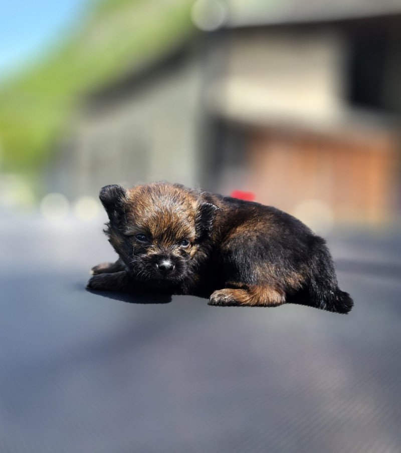 A Mâle Spitz allemand