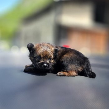 chiot Spitz allemand charbonne Élevage du Royaume des P'tits Loups