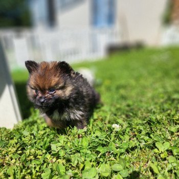 chiot Spitz allemand charbonne A Élevage du Royaume des P'tits Loups chiot Spitz allemand charbonne A Élevage du Royaume des P'tits Loups