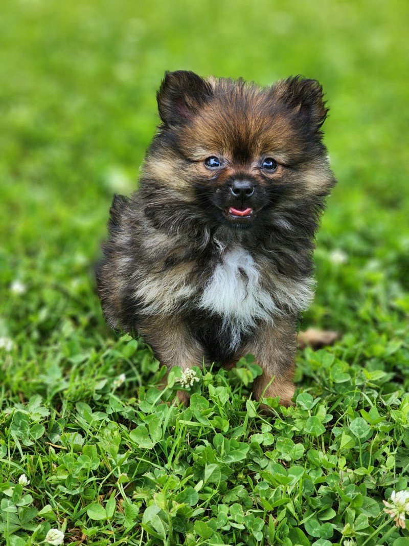 A Mâle Spitz allemand