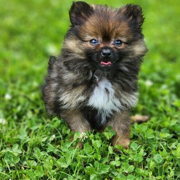 chiot Spitz allemand charbonne A Élevage du Royaume des P'tits Loups chiot Spitz allemand charbonne A Élevage du Royaume des P'tits Loups