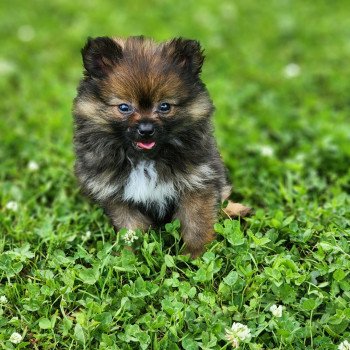 chiot Spitz allemand charbonne A Élevage du Royaume des P'tits Loups chiot Spitz allemand charbonne A Élevage du Royaume des P'tits Loups