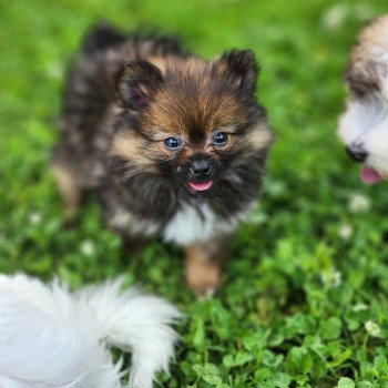 chiot Spitz allemand charbonne A Élevage du Royaume des P'tits Loups chiot Spitz allemand charbonne A Élevage du Royaume des P'tits Loups